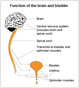 Function of the brain and bladder